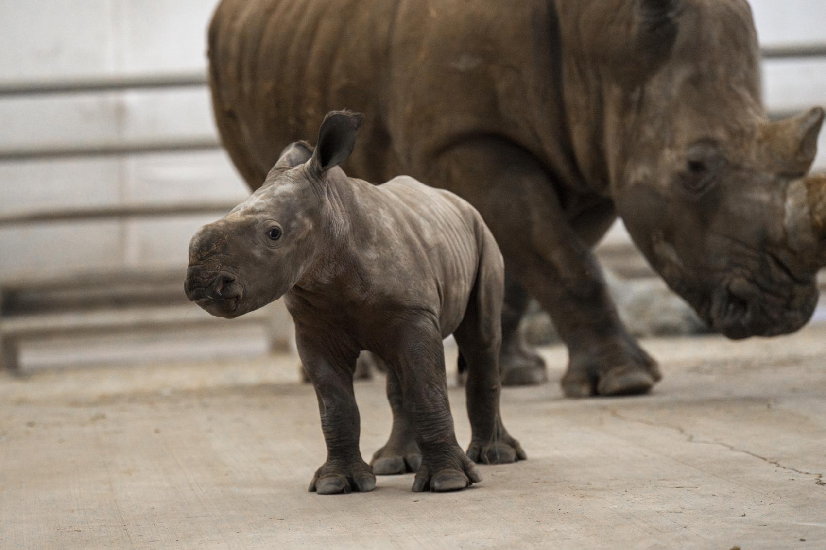 Columbus Zoo | Second Rhino Calf of 2026